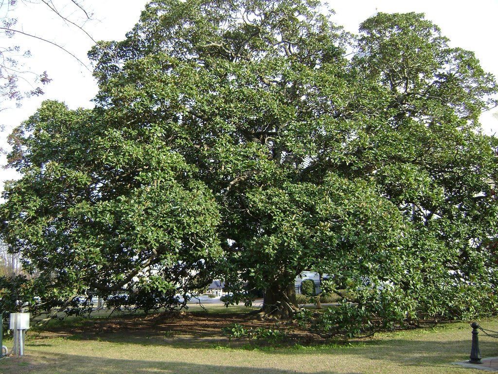 Magnolia Tree next to Colquitt County Courthouse by mriveraz