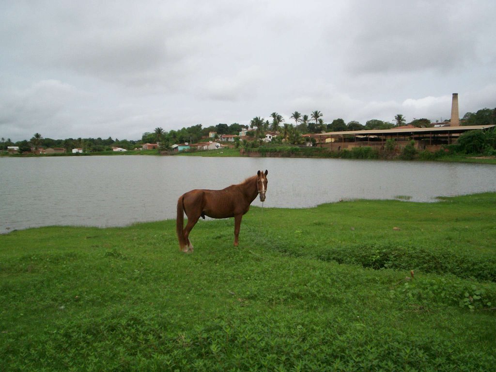 Pastando às margens da lagoa by Elio Rocha