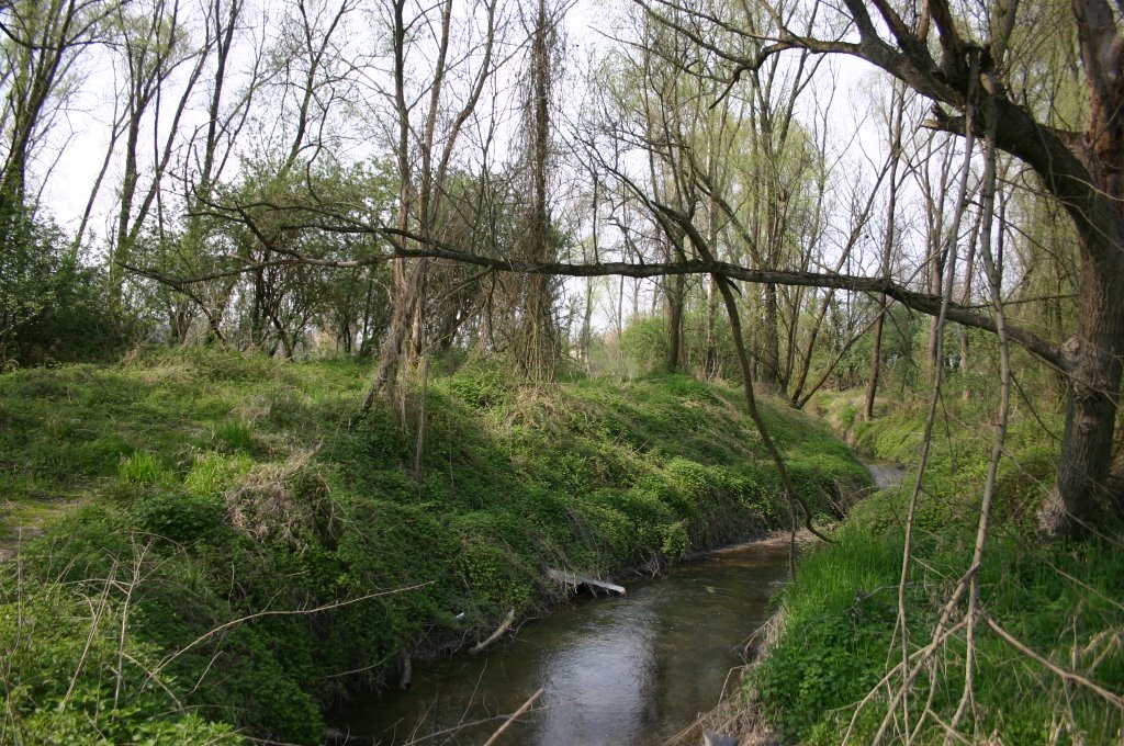 Il fiume Negrisia verso la foce (sul Piave) by © Guido Falcier