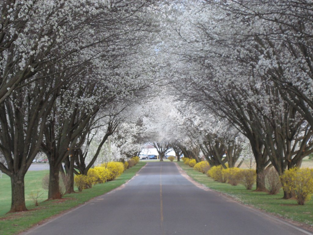 Roadside in Virginia by Bret Lawrence