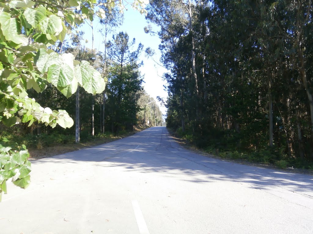 Camino portugués, carretera a Sobreiro by Embarcadeiro