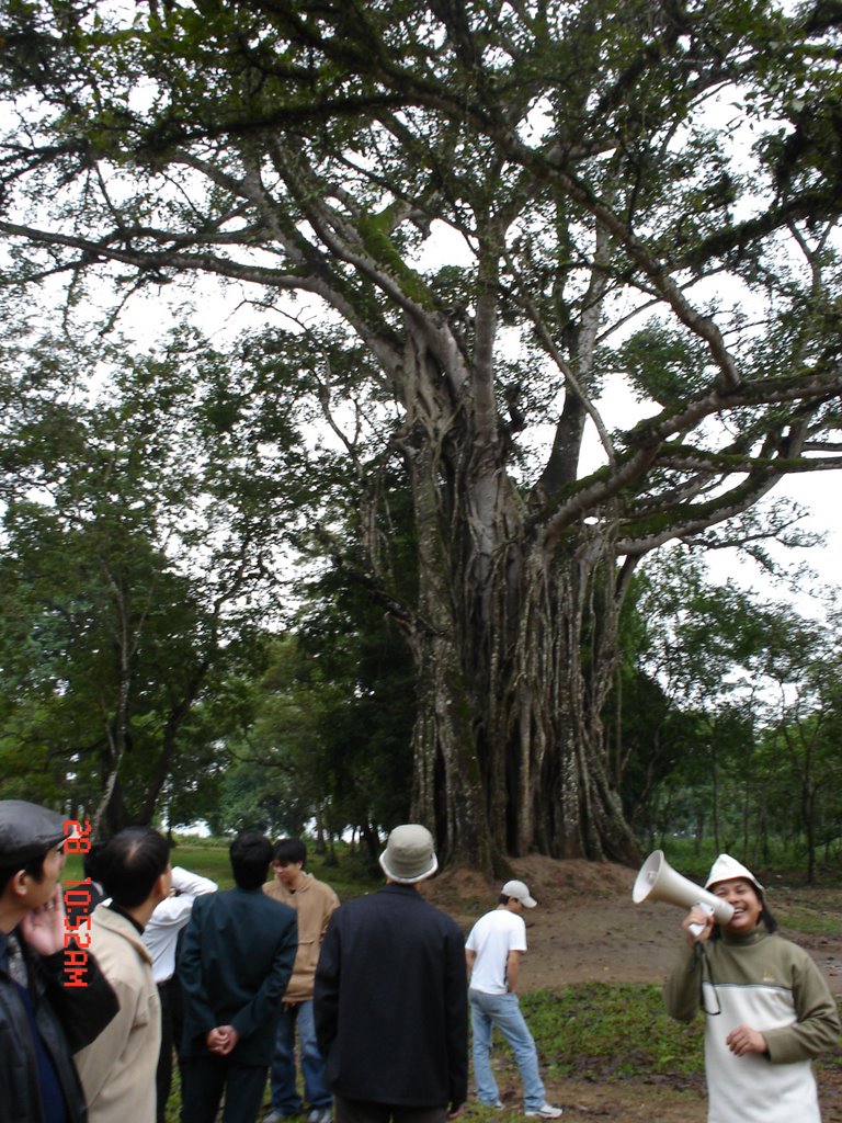 Cây Đa Lam Kinh (1000 năm tuổi) by Che Trung Hieu