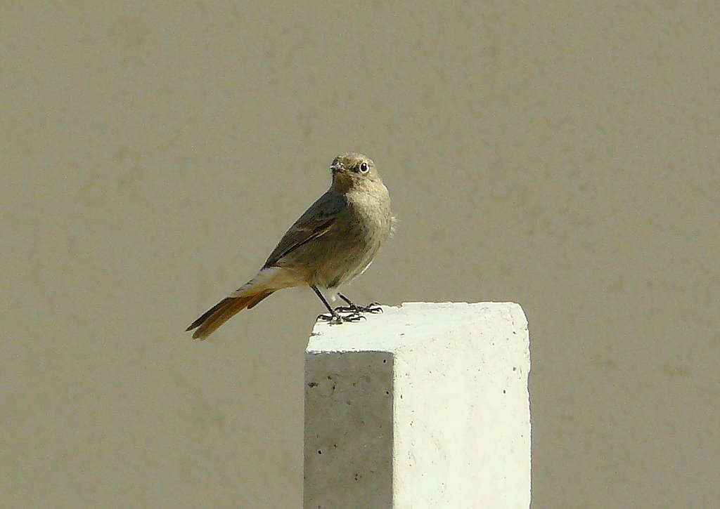 Kerti rozsdafarkú - Common Redstart (Phoenicurus phoenicurus) by Tamás Borbély