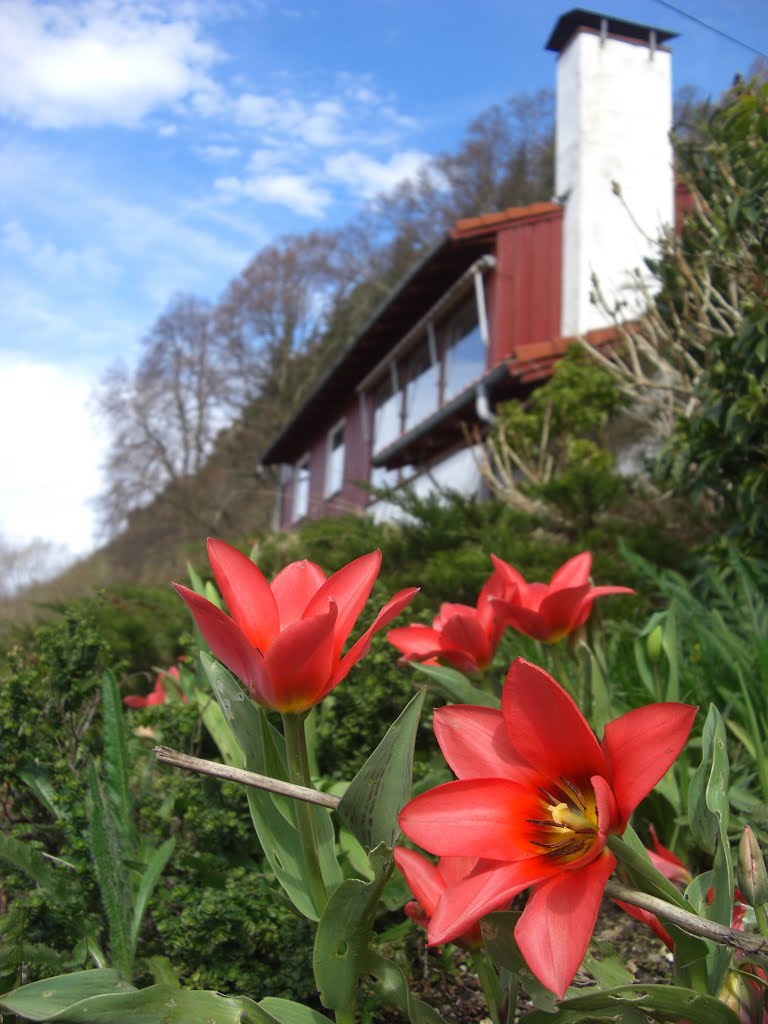 Beautiful tulips in Sudmannsvei a sunny day in april by Mona Lygre