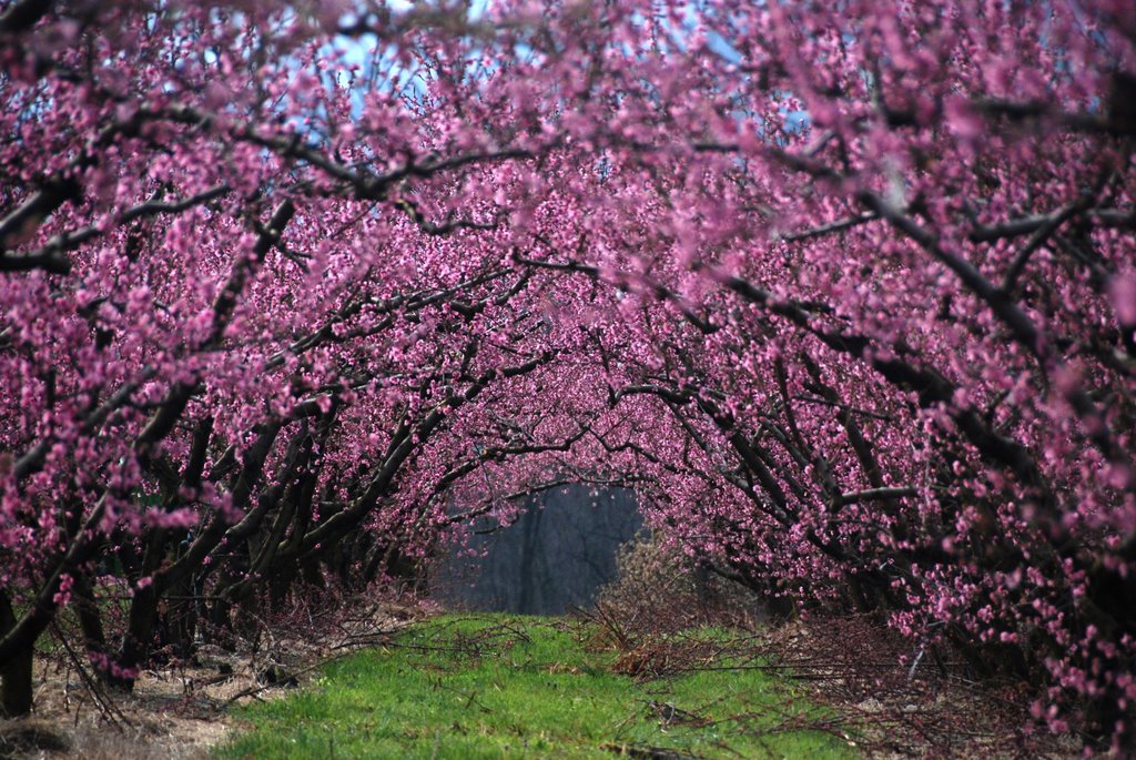 Spring colours by yves floret