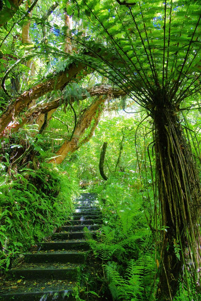 Stewart Island native forest by Frank Block