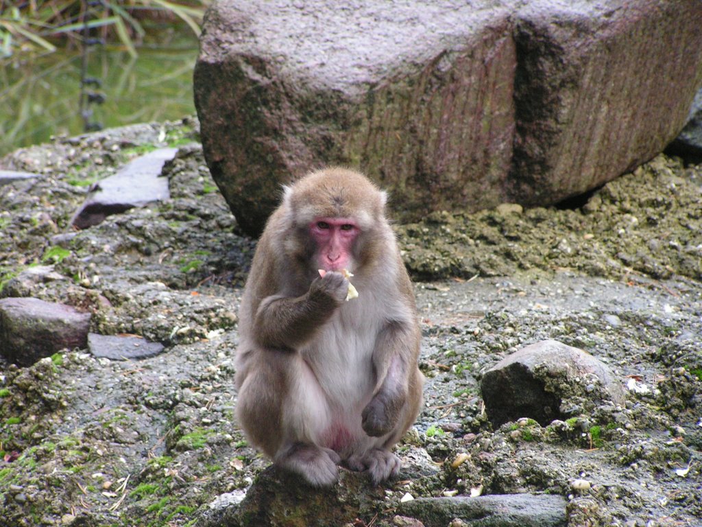 Feeding time in Amerfoort Zoo by Andre Speek