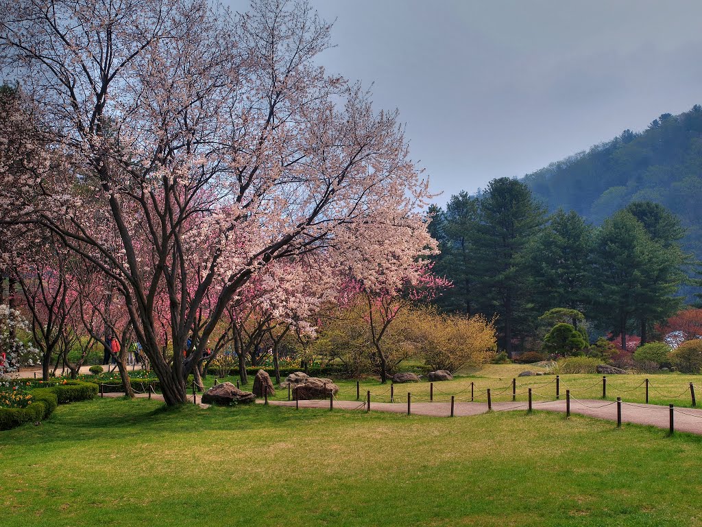 Cherry Blossoms MorningCalm Arboretum, GaPyung, Korea May 2013 벚꽃 아침고요 수목원 2013년 5월 . by miwave