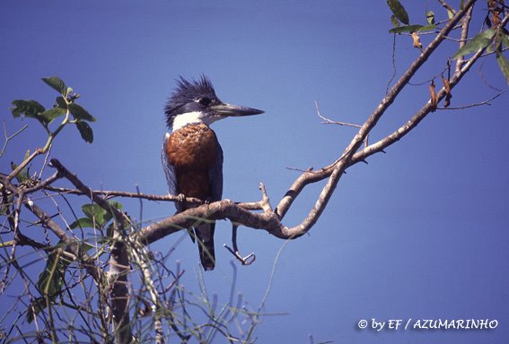 Pantanal - MT by Eliana Fernandes