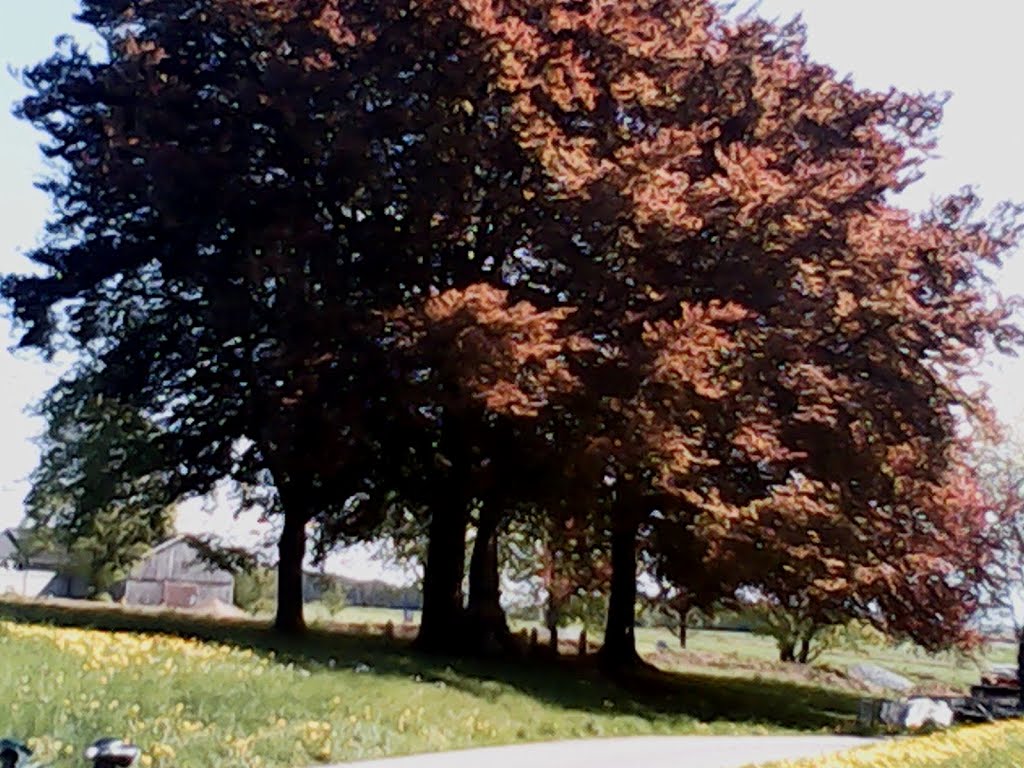 Kriegerdenkmal in Brunn unter Bäumen by wolfgang.kohl6463