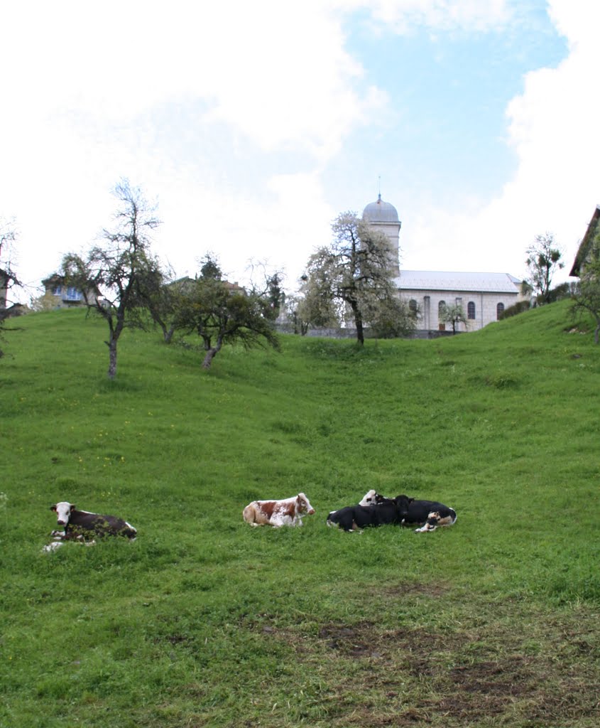 Clocher de BELLEYDOUX et vaches by G.Rosette