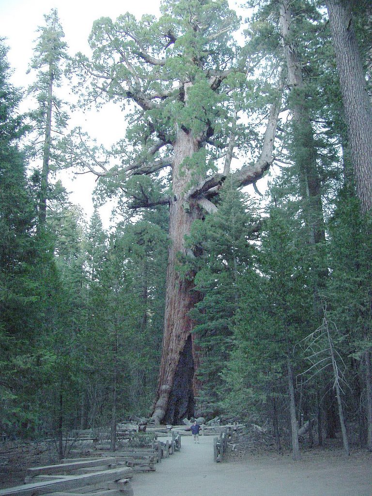 Grizzly Giant, Mariposa Grove by VKeith