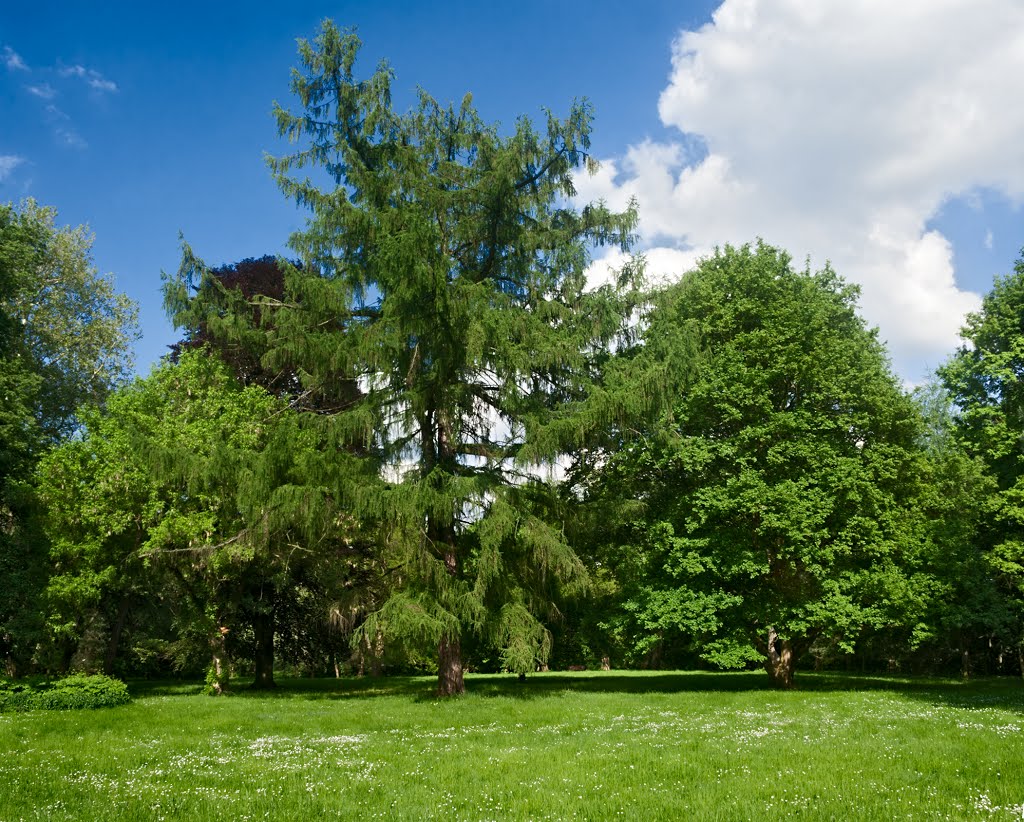 Park w Uzarzewie, potężny modrzew europejski. by Grzegorz Przech