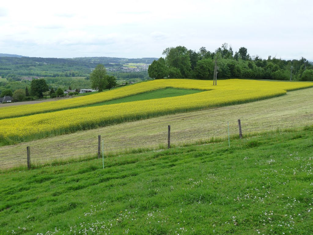 Blühendes Rapsfeld neben der Mutschellenstrasse by bienenritter