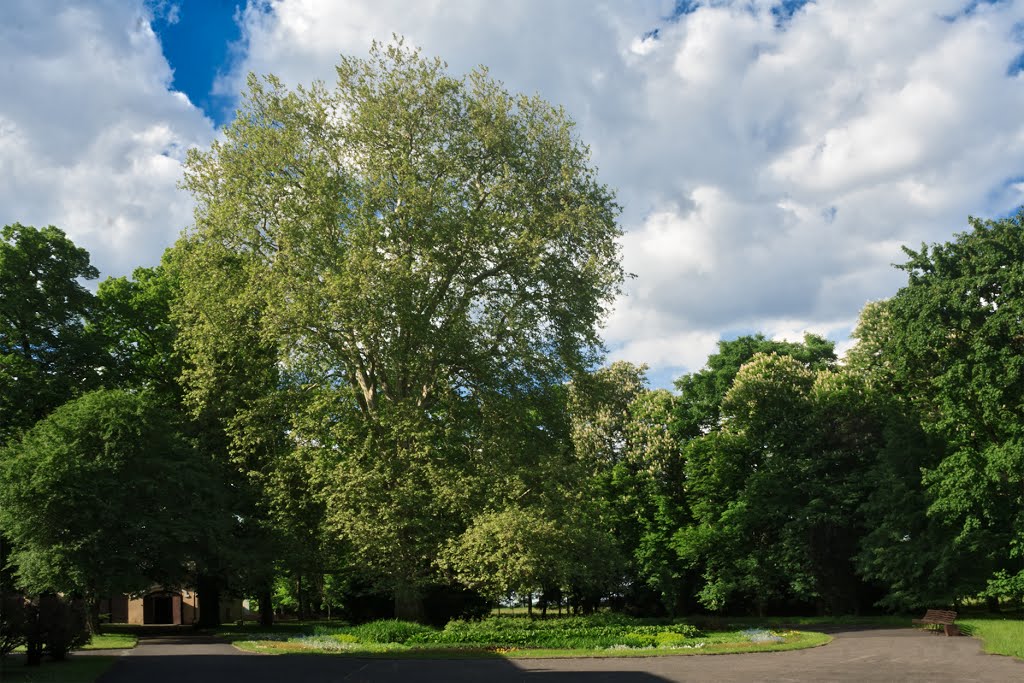 Park w Uzarzewie, platan klonolistny by Grzegorz Przech