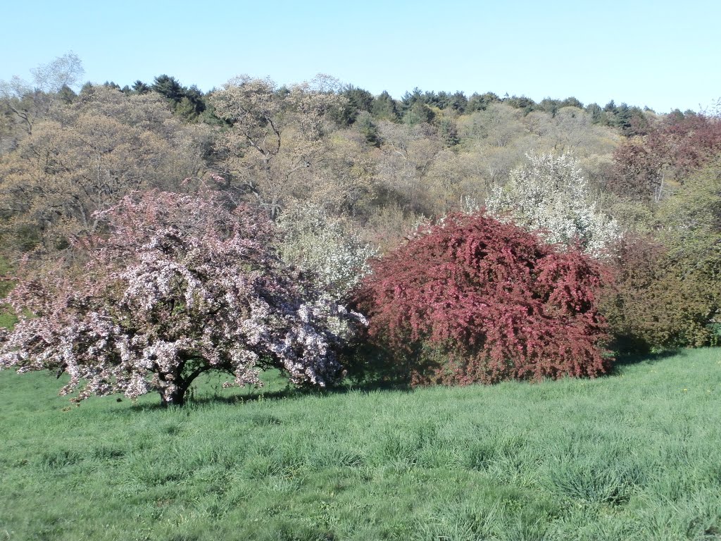 Flowering crabapples on Peters Hill by chris1073