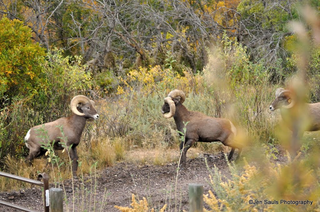 Big Horn Rams in rutting season by PurpleBling