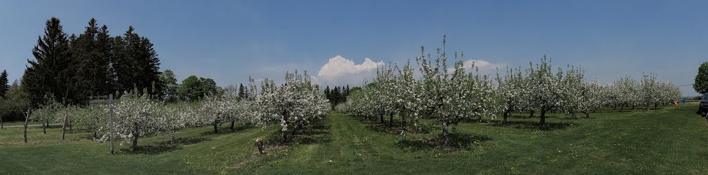 It's going to be a good apple season: Hy Hope Farms, Pickering, ON, Canada by Auggie