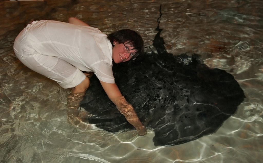 Stingray feeding at cargo pier by G.Alex.G