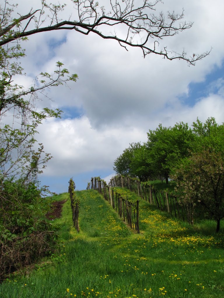 Vinice nad Pernou - Vineyards above Perná by Viktor Herman