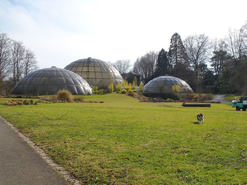 Botanic Garden and hungry cat by phoenixbf