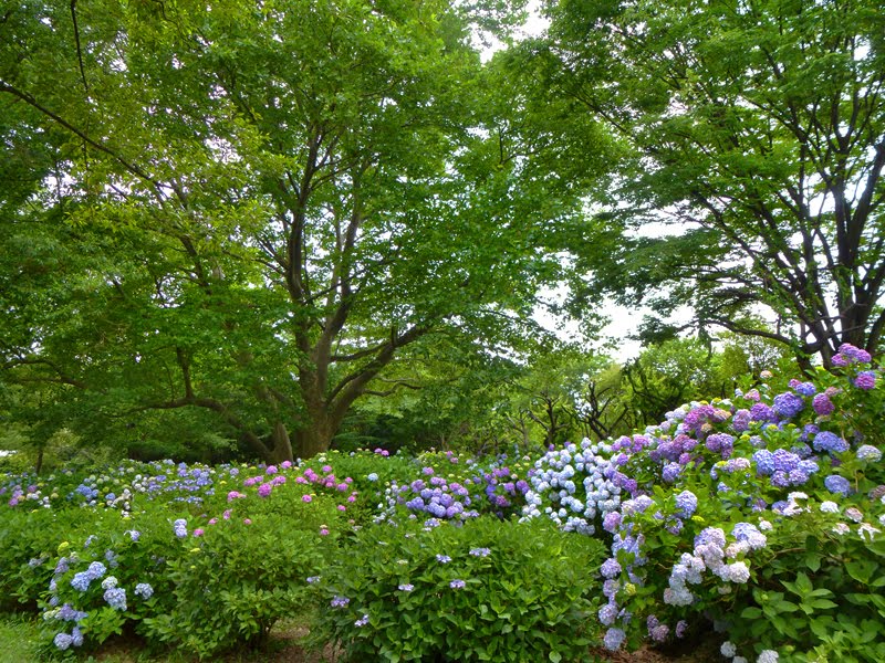 Omiya park 公園の紫陽花 by beya_conger