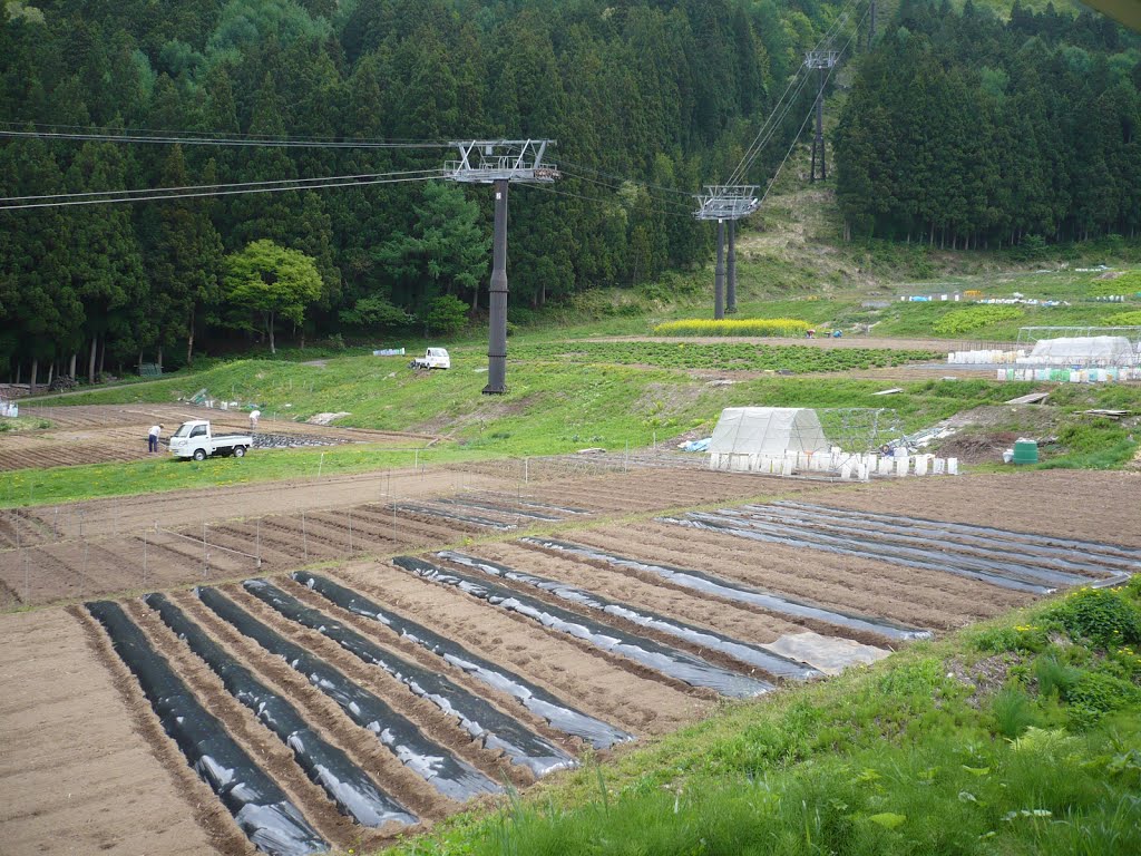 野沢温泉スキー場長坂．夏のゲレンデ畑に利用 by mapplefan8