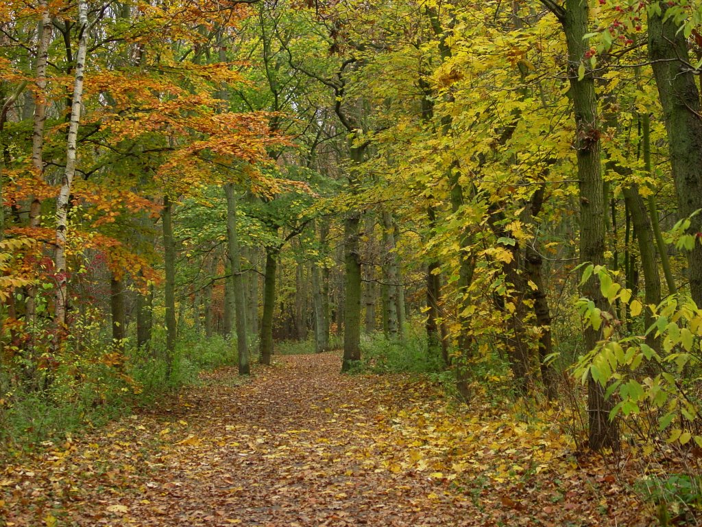 Haagse Bos by David Evers (a.k.a. Niccolò Machiavelli)