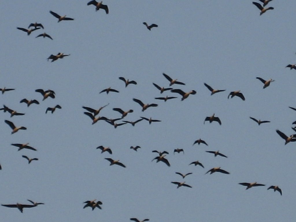 Winter birds at JU by Mir Abul Kashem