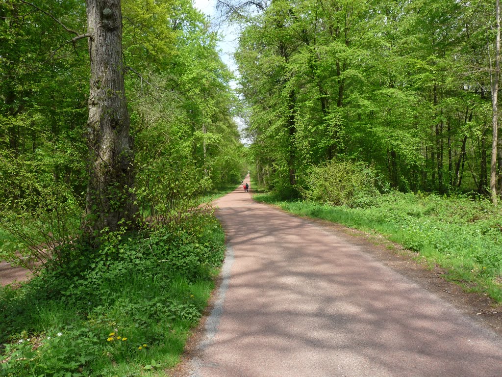 Chemin de la queue de la brosse en forêt d'Aumont en Halatte - OISE 60 - Picardie - France by Senlis