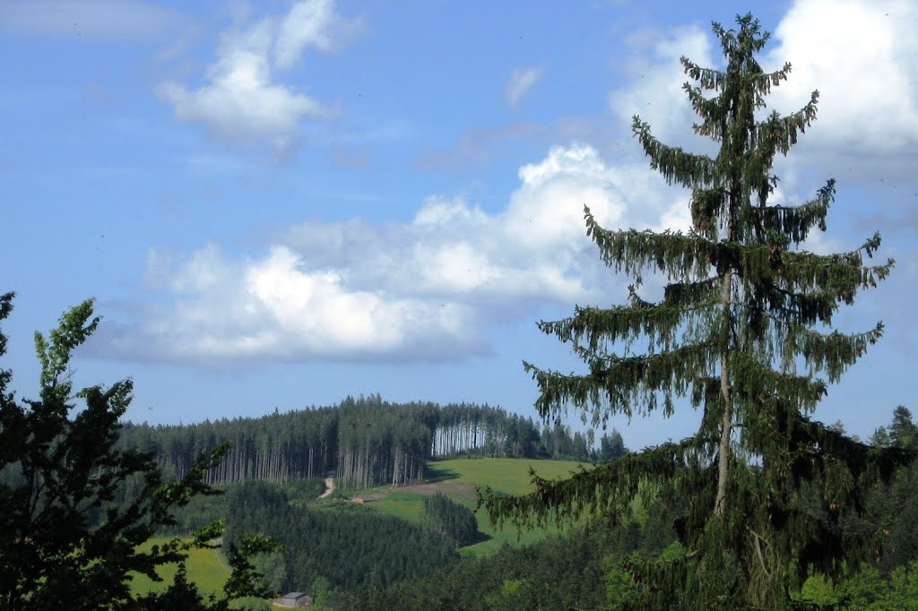 Schwarzwald by lydia-anneliese