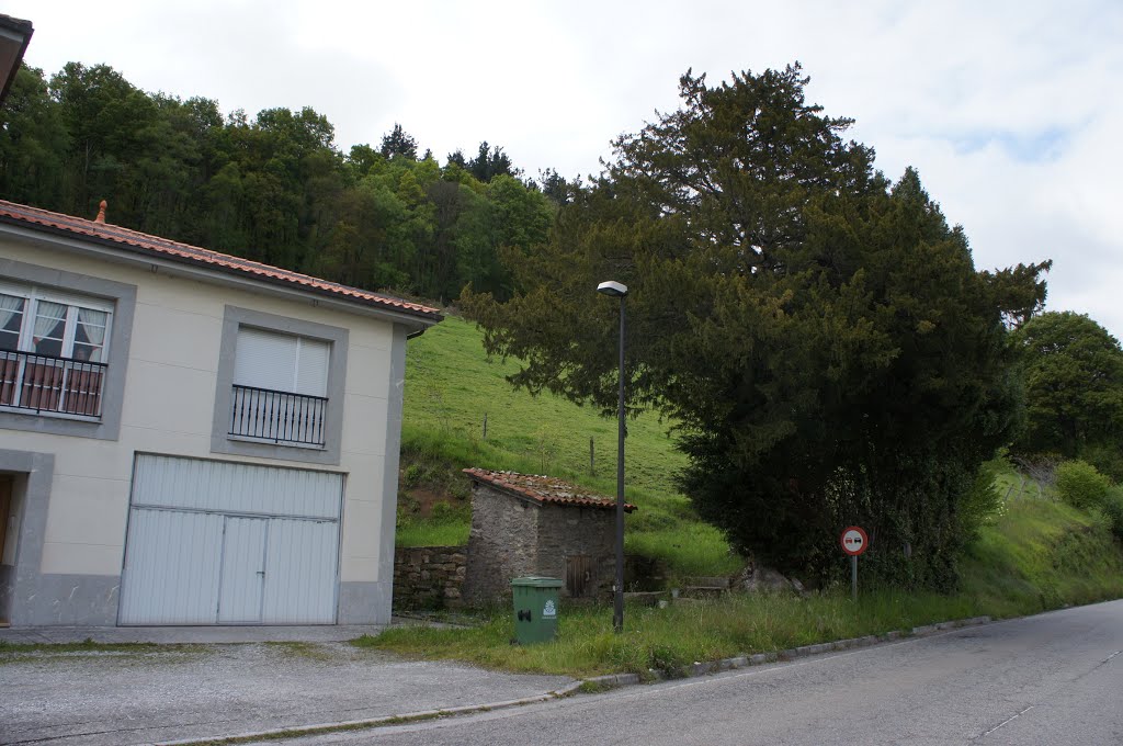 Tejo en proximidades de Tineo. by La Casa del Chiflón (Bulnes)