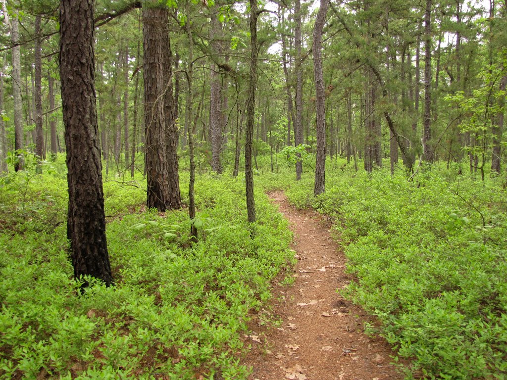 Mullica River Trail by Chris Sanfino