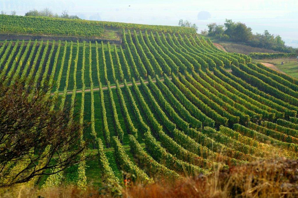 Weinberg in der Rheinhessischen Schweiz by © DerSIGGY