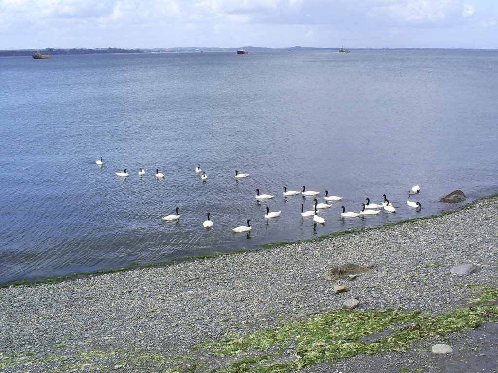 Cisnes - Chacao by Pedro Faúndez Césped…