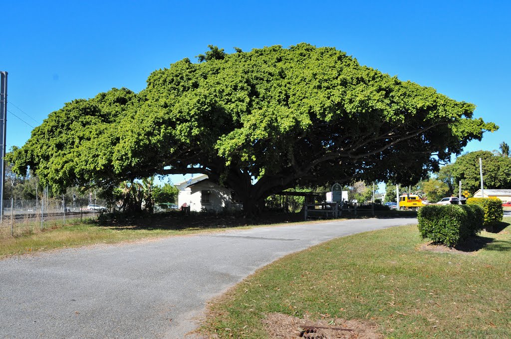 Miriam Vale Heritage Fig Tree by dirkus49