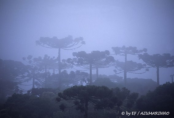 Itaimbezinho - Santa Catarina - SC by Eliana Fernandes