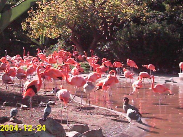 Flamingos-2 by morena07001