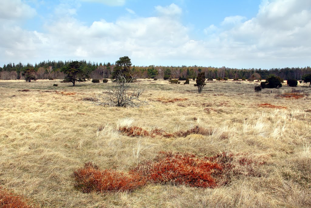 Annebjerg Plantage, Grenå 2013 by Vilius Asbjørn Lyby Tolsgaard