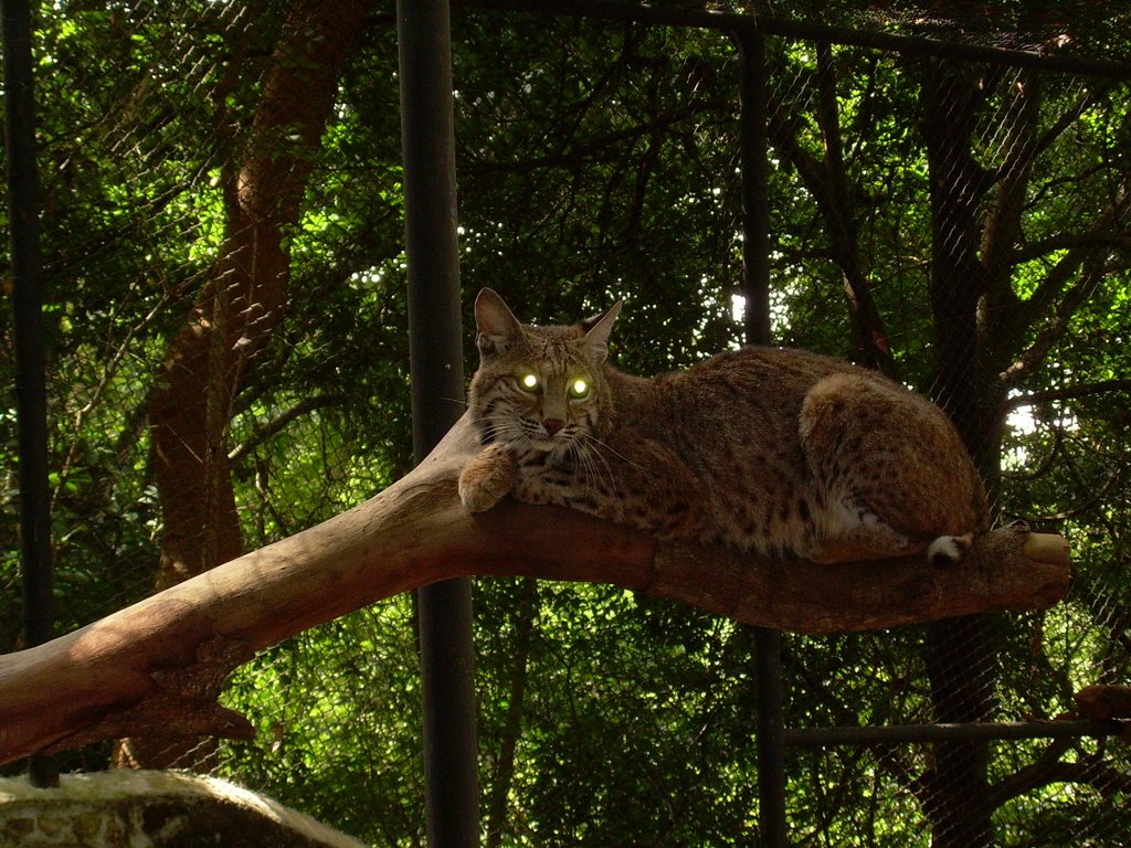 Lince en Zoomat by Don Chile