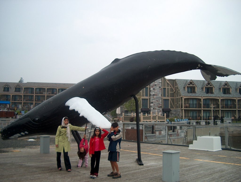 Bar Harbor, Whale Watching Trip by Arshad M. Qureshi