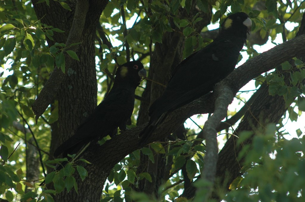 Black cockatoos at cardiff by goud