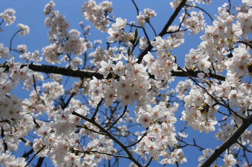 白神社の桜 by mr.matsu