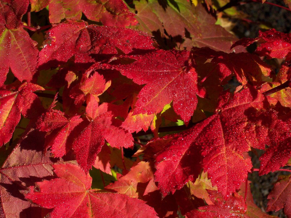 Vine Maple In Rich Fall Colors. Proxy Falls Trail, Mckenzie Pass Hwy by Michael Hatten