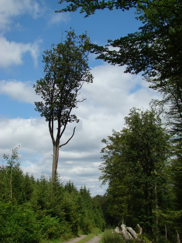 Rothaargebirge Juli 2012 by DortmundWestfalica