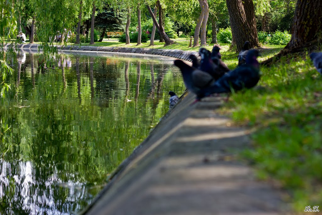 "Swan Lake" in Rivne by shuher13