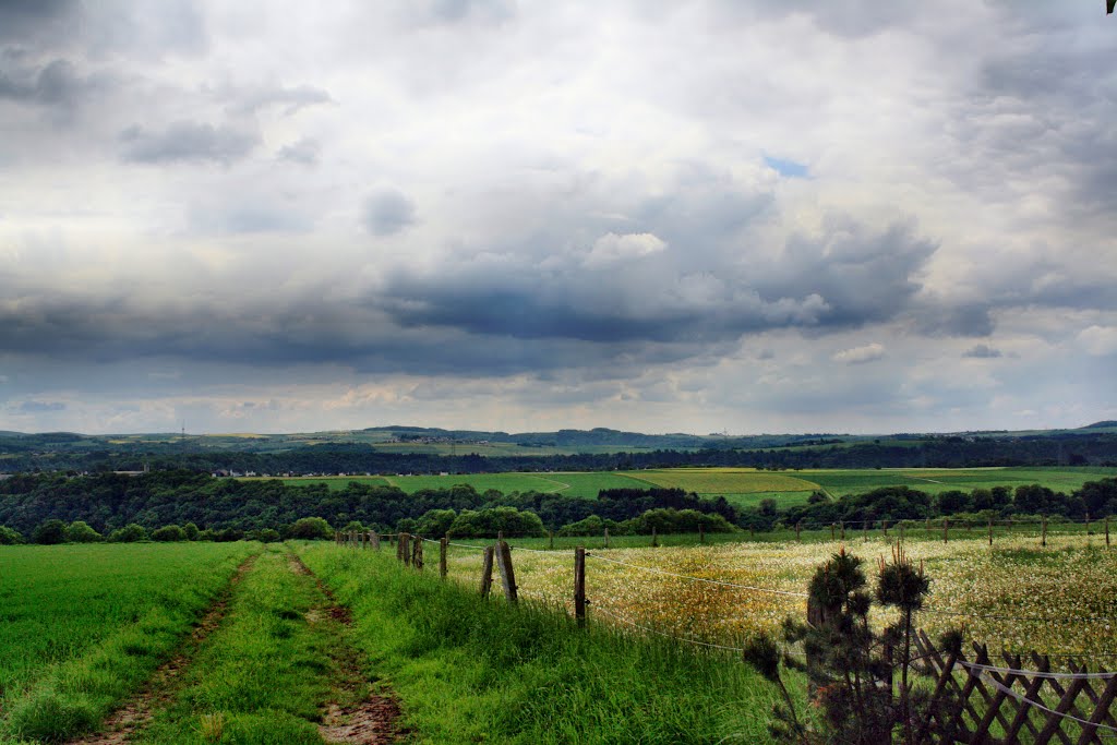 Die gleiche Weide im Mai by oller rainer