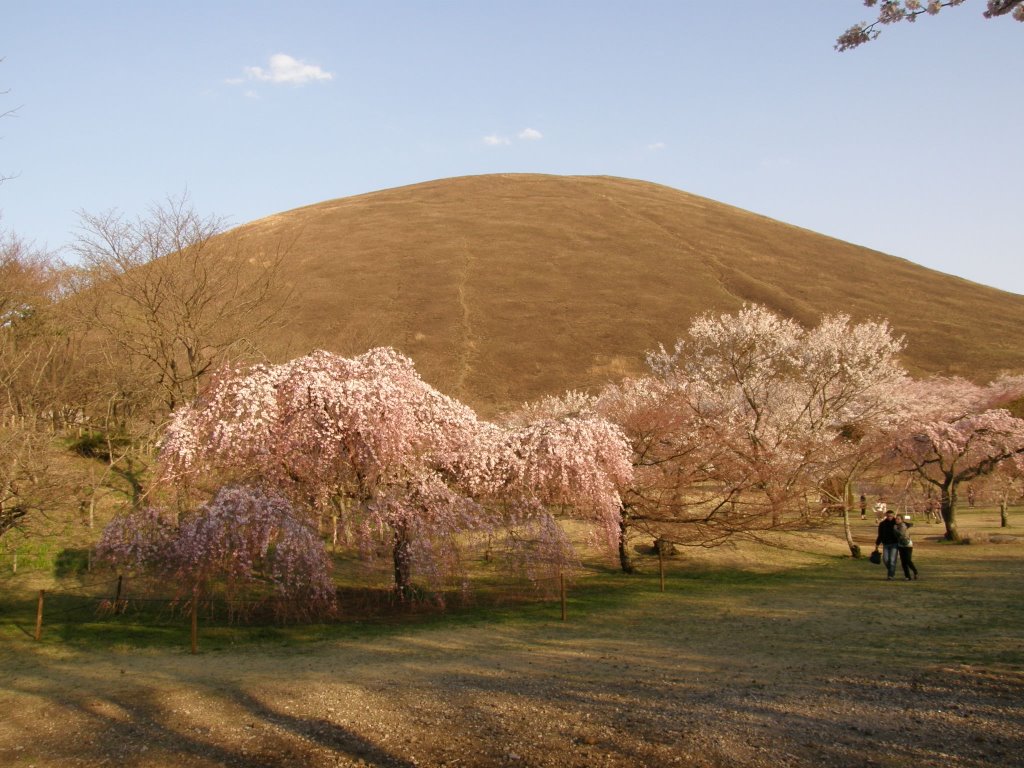 伊東市　大室山　さくらの里 by www.izurainbow.com