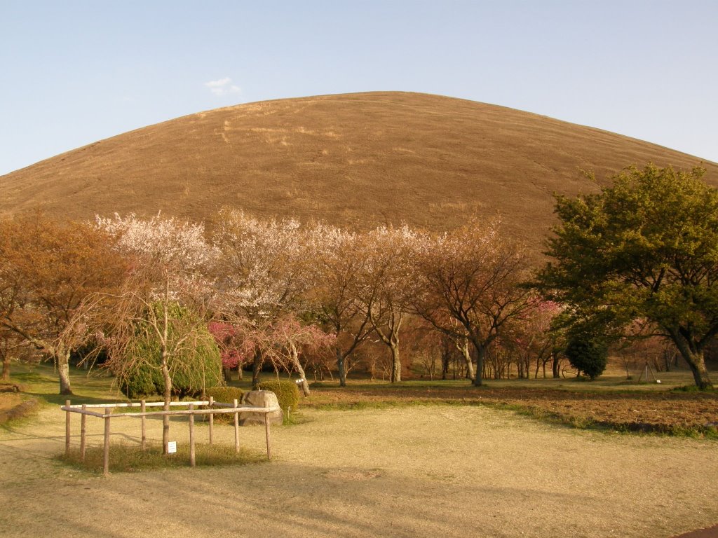 伊東市　大室山　さくらの里 by www.izurainbow.com