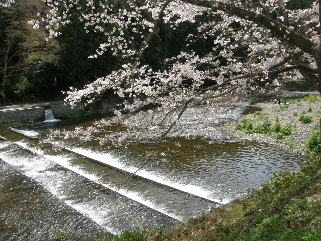 松崎町　那賀川沿い　さくらと花畑 by www.izurainbow.com